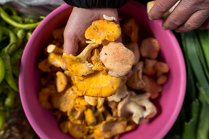 Wild mushrooms at the Sinop weekly market, Sinop, Turkey October 7, 2013